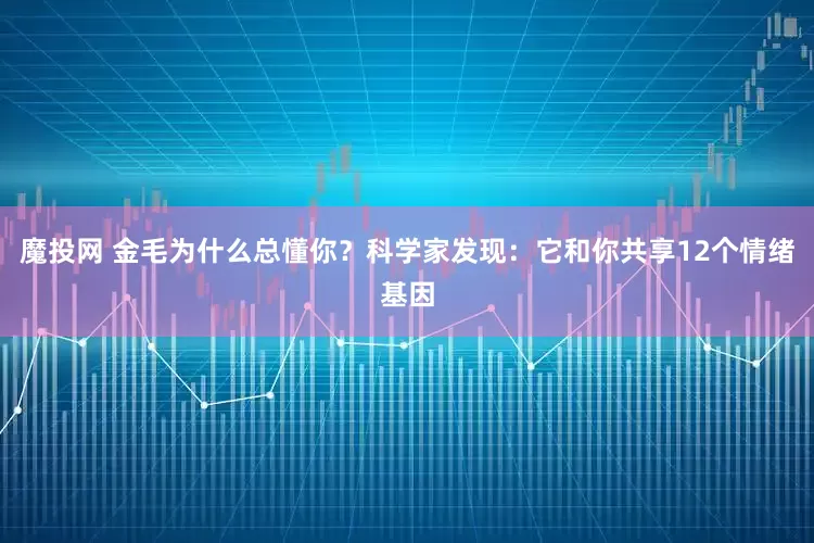 魔投网 金毛为什么总懂你？科学家发现：它和你共享12个情绪基因